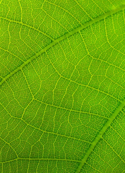Textura Listí Pozadí Přírody Blízký List Stromu Přírodě — Stock fotografie