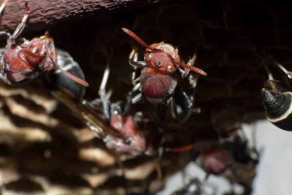 Hornet Gniazdo Makro Owad Dzikich Zwierząt Dzikich Życia Błąd Przyrodzie — Zdjęcie stockowe