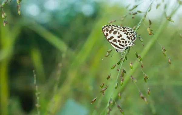 자연에 나비와 추상적 추상흐림 — 스톡 사진