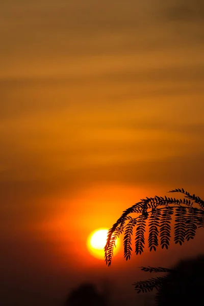 Hoja Del Árbol Con Puesta Del Sol Hoja Delante Del — Foto de Stock