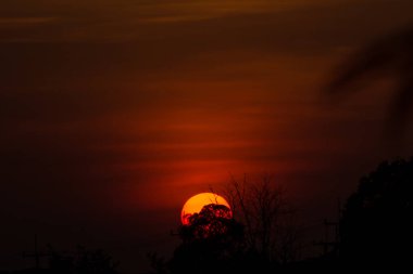ağaç dalı üzerinde gün batımı, gün batımı ile ağaç gölge
