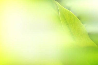 Doğa soyut arka plan, çiçek bulanıklık doğa arka plan, yeşil yaprak soyut arka plan