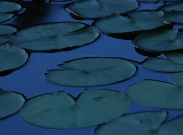 Lotusblatt Teich Das Lotusblatt Muster Nahaufnahme Auf Der Wellenoberfläche — Stockfoto