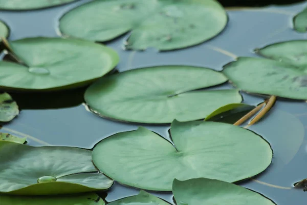 Lotus leaf pond, the lotus leaf pattern close-up on wavelet surface