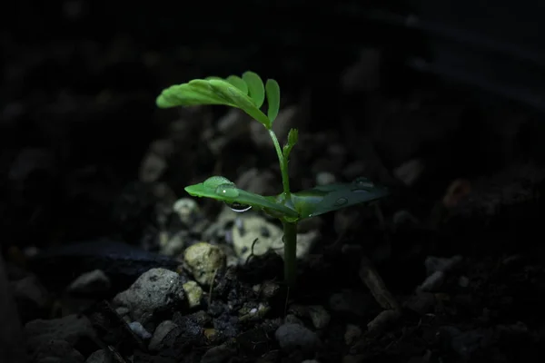 植物正在生长 植物在自然中生长 植物生长 — 图库照片