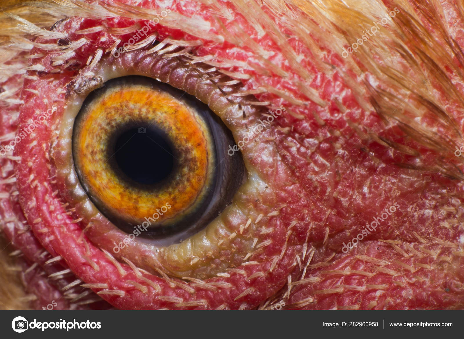 Chicken Eye Macro View Farm Animal Farm Stock Photo C Peck 1506