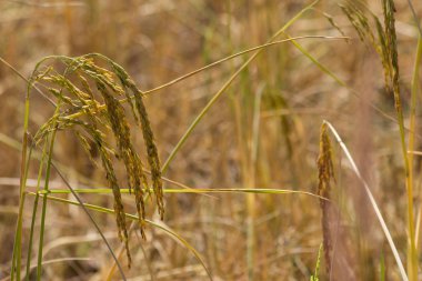 Çiftlikte pirinç, çiftçi pirinç deseni, çiftçi hasat