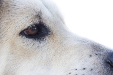 Bir köpek yüz ve gözler yakın çekim köpek yüz görünümlü, evde hayvan