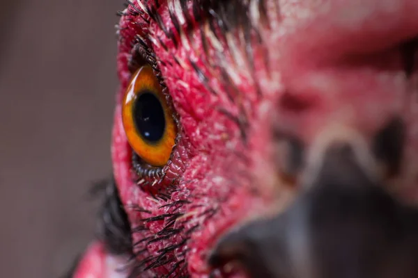 Mata Ayam Dalam Pandangan Makro Pertanian Hewan Peternakan — Stok Foto
