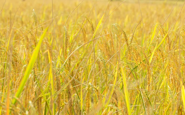 The rice in farm, the rice pattern of farmer, farmer harvesting