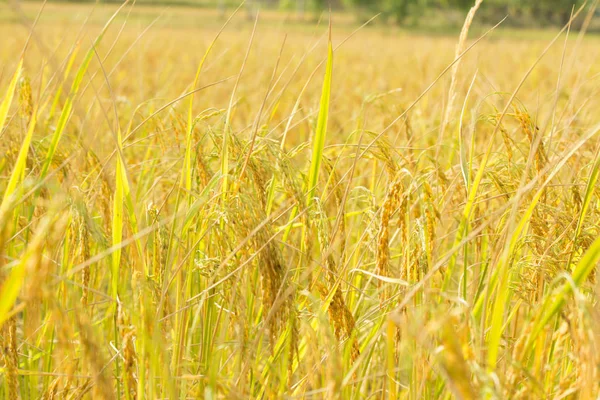 The rice in farm, the rice pattern of farmer, farmer harvesting