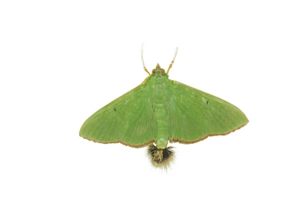 Mariposa Verde Aislada Insecto Fondo Blanco Animal Vida Salvaje —  Fotos de Stock