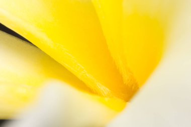 makro görünümünde Frangipani, makro çiçekler yaprak, Plumeria çiçekler