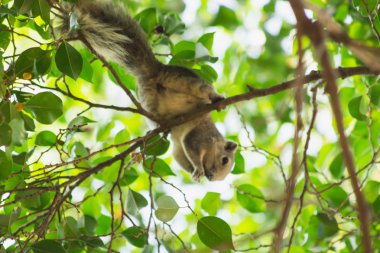 Ağaçta sincap, ağaçta bir sincap yakın çekim