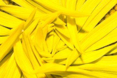 makro görünümünde ayçiçeği, ayçiçeği çekirdeği deseni, doğada makro çiçek yaprağı