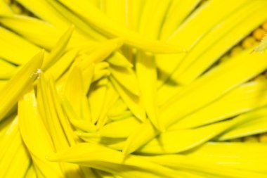 makro görünümünde ayçiçeği, ayçiçeği çekirdeği deseni, doğada makro çiçek yaprağı