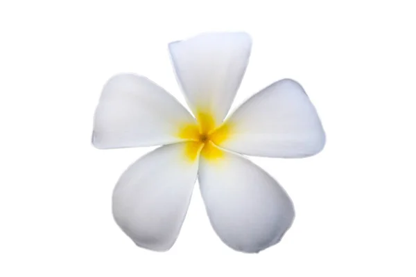 Frangipani Macro Vista Foglia Macro Fiori Fiori Plumilia — Foto Stock