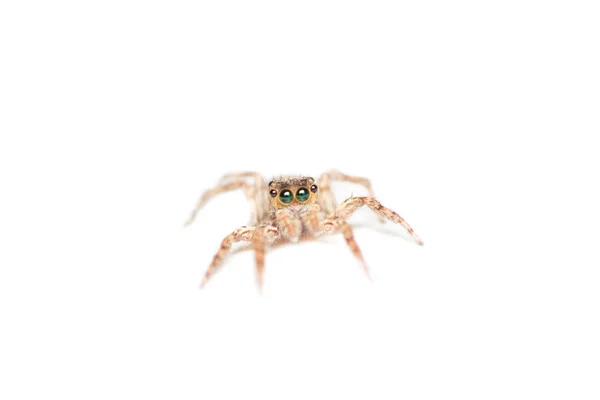 Beyaz Arkaplanda Izole Edilmiş Örümcek — Stok fotoğraf