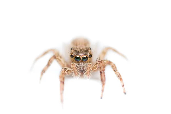 Beyaz Arkaplanda Izole Edilmiş Örümcek — Stok fotoğraf