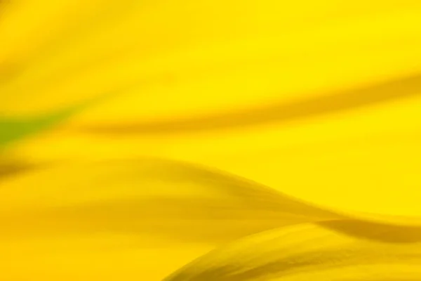 Die Sonnenblume Makrosicht Das Sonnenblumenkernmuster Makroblumenblatt Der Natur — Stockfoto