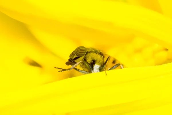 Makro Latać Liść Kwiatów Makro Owadów Przyrodzie Zwierzę Dzikim Życiu — Zdjęcie stockowe