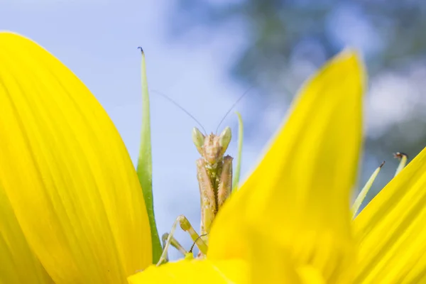 Hunter Grasshopper Sunflower Macro Grasshopper Flower Sky — Stock Photo, Image