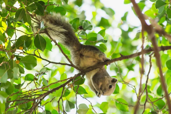 Eichhörnchen Auf Dem Baum Nahaufnahme Eines Eichhörnchens Auf Dem Baum — Stockfoto