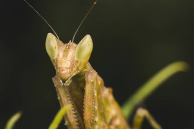 makro görünümde çekirge, doğada böcek