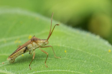 Ayçiçeği üzerinde Beetle, doğada böcek, çiftlikte hayvan