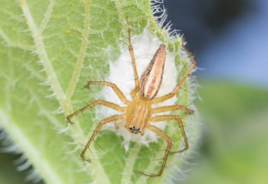 Makro görünümde örümcek, doğa daki örümcek arka planda