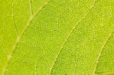 makro görünümünde thw ayçiçeği, çiftlikte yakın çekim ayçiçeği