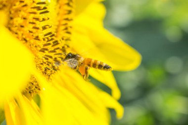 ayçiçeği üzerinde çalışan arı, doğada böcek