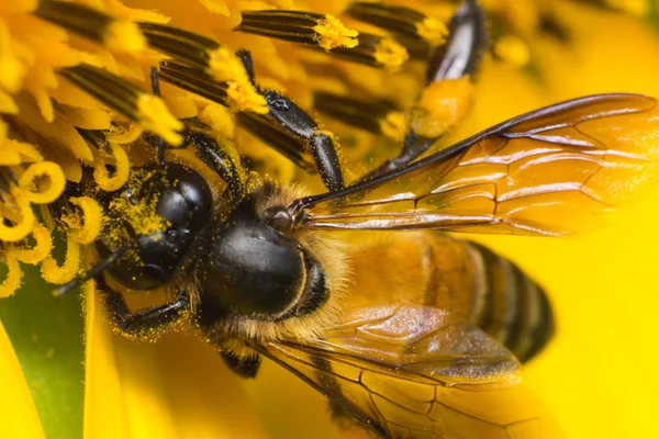 Bijen Werken Aan Zonnebloem Het Insect Natuur — Stockfoto