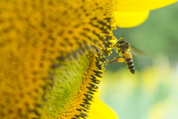 Pszczoła Pracujących Słonecznik Owad Przyrodzie — Zdjęcie stockowe