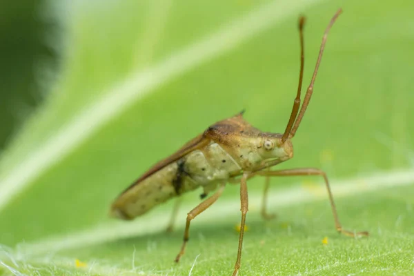 Skalbagge Solros Insekten Naturen Djur Gården — Stockfoto