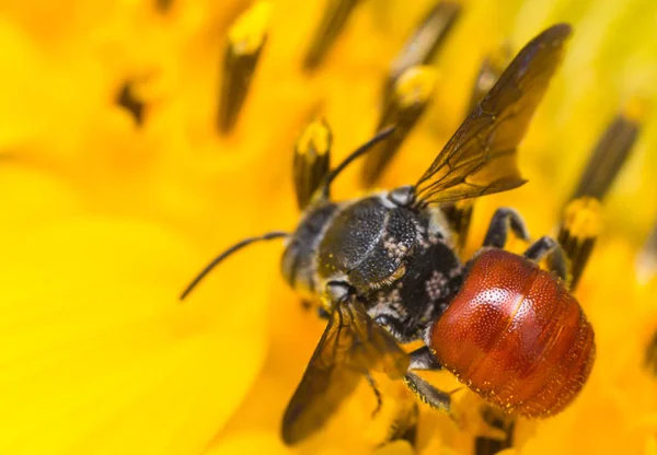 Pszczoła Pracujących Słonecznik Owad Przyrodzie — Zdjęcie stockowe