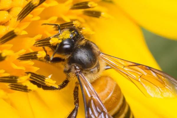 Abeja Que Trabaja Girasol Insecto Naturaleza — Foto de Stock