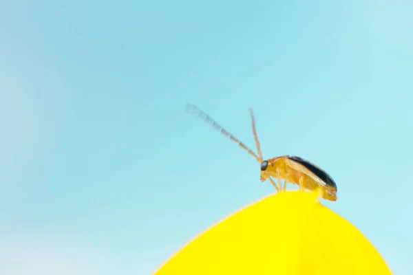 Beetle on sunflower, the insect in nature, animal in farm