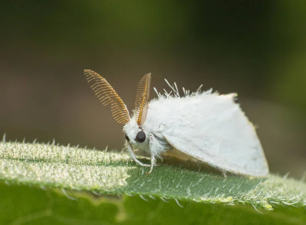 Бабочка Макро Виде Насекомое Природе — стоковое фото