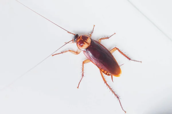 Close Cockroach Home Macro Cockroach — Stock Photo, Image