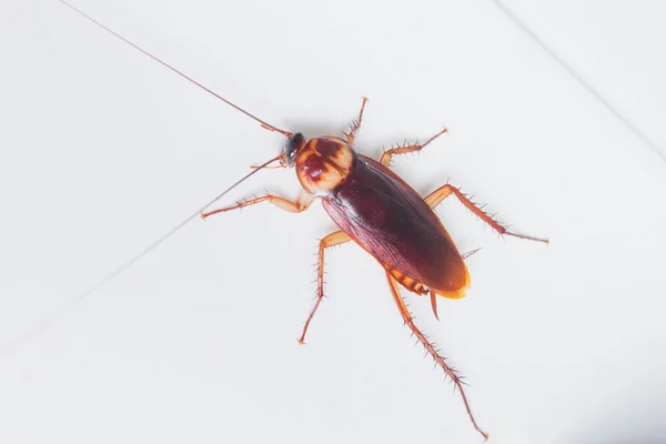 Närbild Kackerlacka Hemma Makro Kackerlacka — Stockfoto