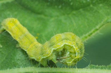 bitki yaprağı üzerinde yeşil solucan