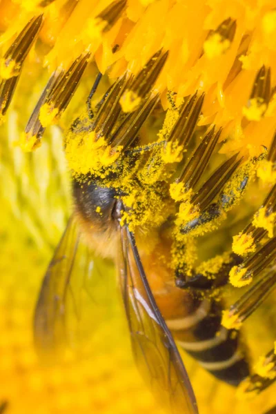 Ayçiçeği Arı Çalışma Makro Böcek — Stok fotoğraf