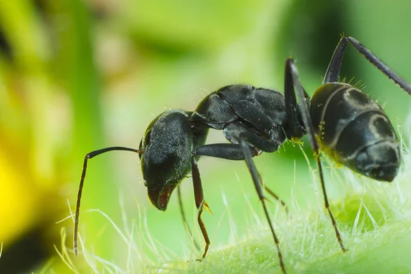 the black ant in macro view