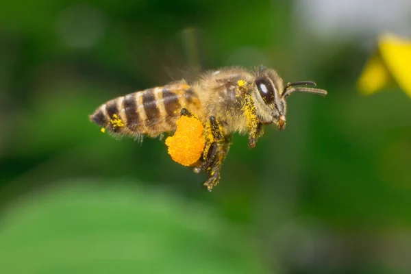 Подсолнух Пчела Работают Макронасекомое — стоковое фото