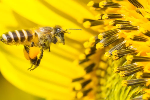 Solros Och Bee Arbetar Makro Insekt — Stockfoto