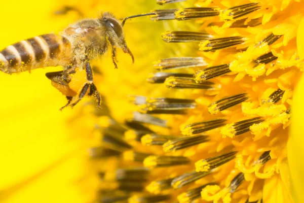 Girasol Abeja Trabajando Macro Insecto — Foto de Stock