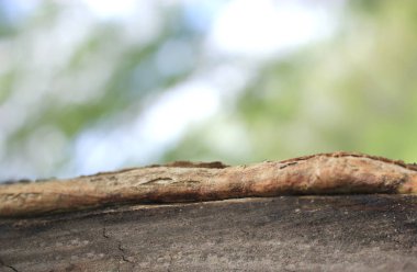 doğada ağaç soyut arka plan, ahşap ve bulanık doğa arka plan