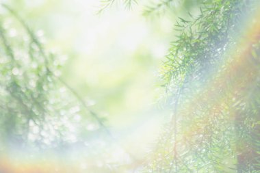 doğa arka plan, doğada yaprak desen soyut arka plan, yaprak yakın çekim