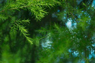 doğa arka plan, doğada yaprak desen soyut arka plan, yaprak yakın çekim